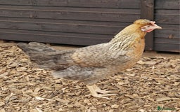 Chickens poultry for sale: Hybrid Hens for Sale - the Egg-clusive collection - Image 4