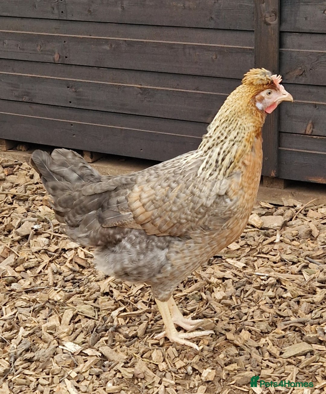 Chickens poultry for sale: Hybrid Hens for Sale - the Egg-clusive collection - Image 4