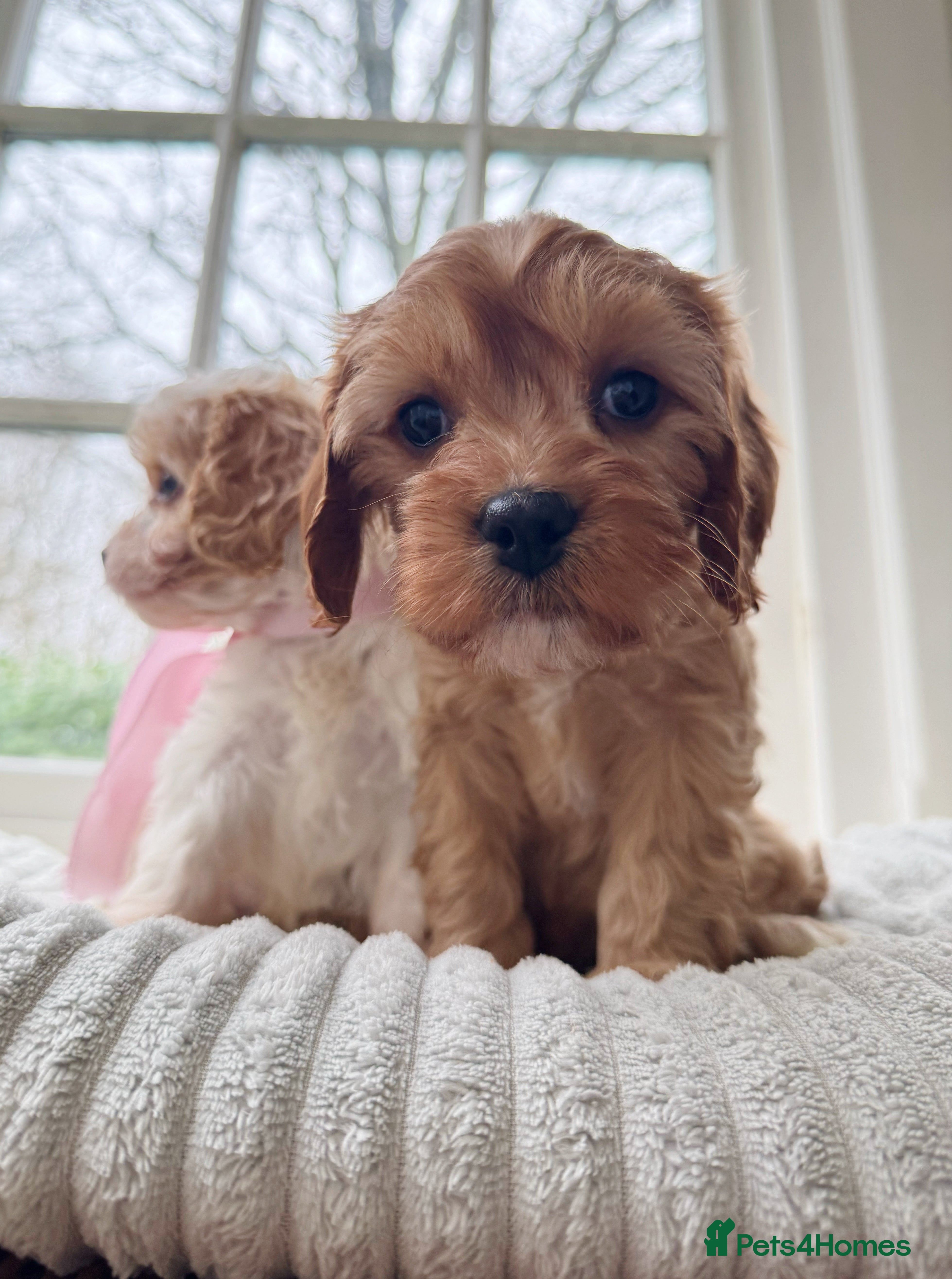 Cavapoo dogs Last girl!  cavapoo health tested - Advert 5