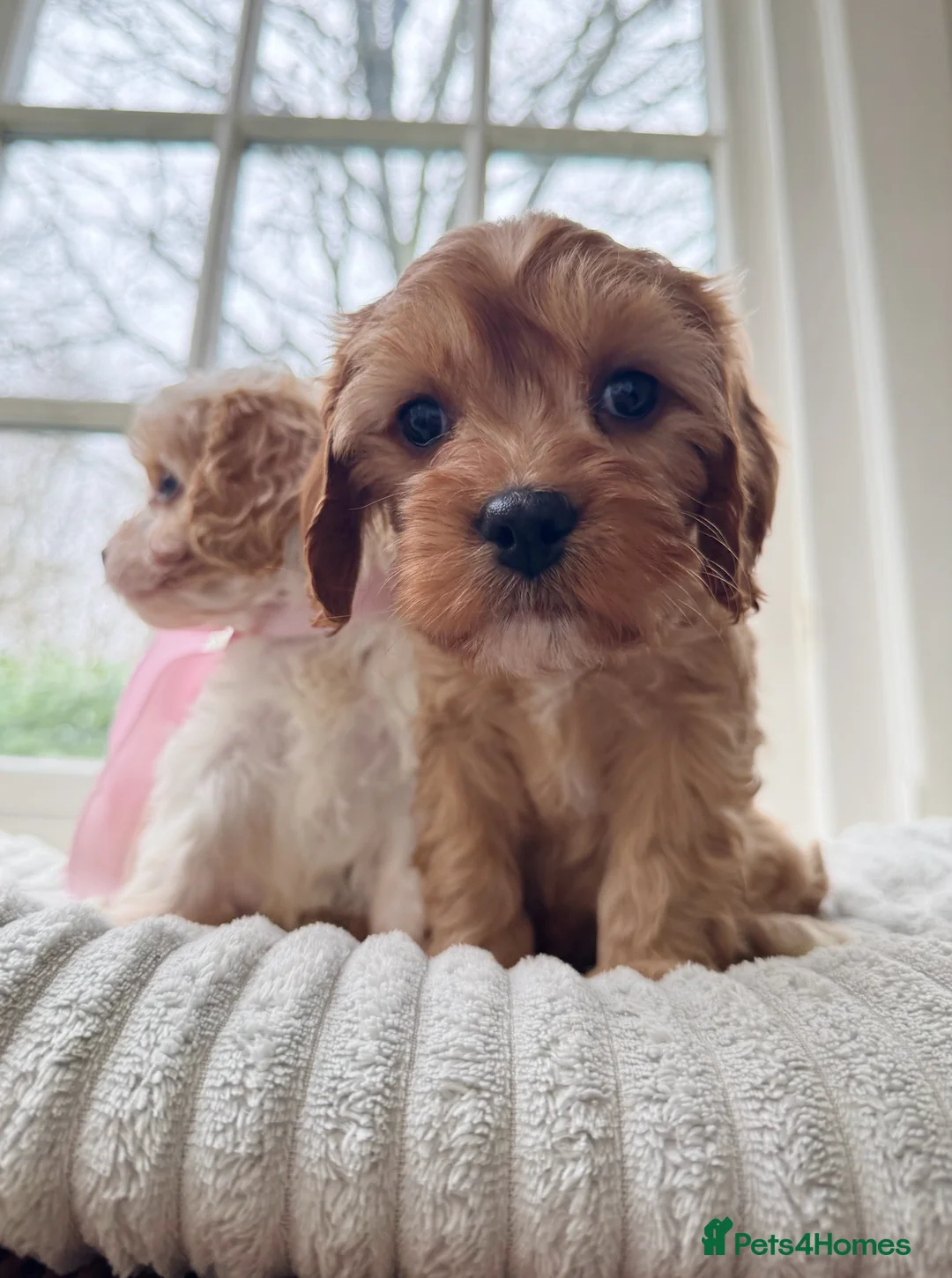 Cavapoo dogs for sale: Stunning F2 cavapoo health tested - Advert 20