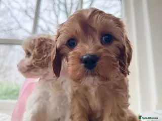 Cavapoo dogs Last girl! cavapoo health tested - Advert 5