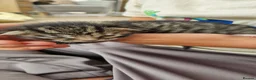 Mixed Breed cats for sale: Ragdoll Cross tabby & ginger Kittens  - Advert 39