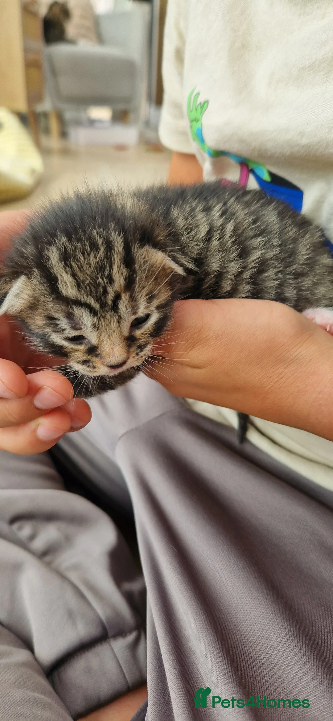 Mixed Breed cats for sale: Ragdoll Cross tabby & ginger Kittens  - Advert 39