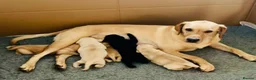 Labrador Retriever dogs for sale: KC registered Labrador Retriever puppies  - Advert 3