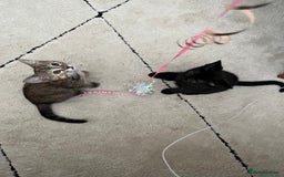 Mixed Breed cats for sale: Beautiful kittens ready for loving new homes.  - Image 30