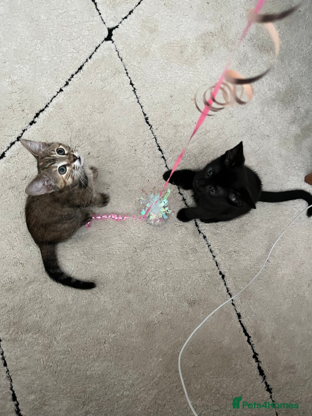 Mixed Breed cats for sale: Beautiful kittens ready for loving new homes.  - Image 30