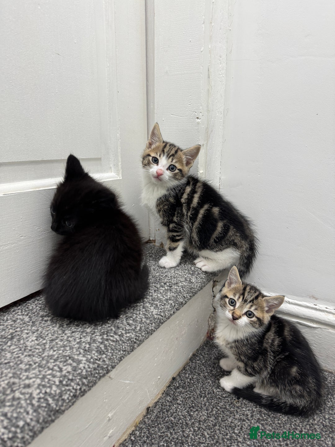 Mixed Breed cats for sale: Beautiful Kittens  - Advert 2