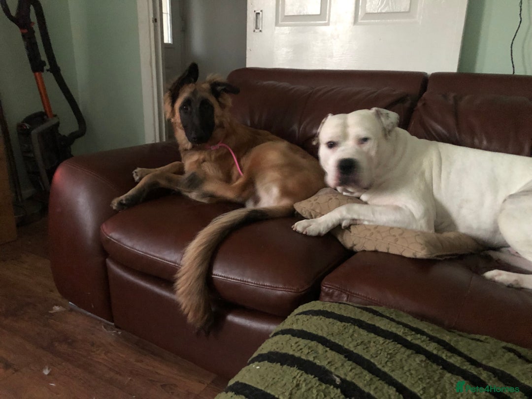 American Bulldog dogs for stud: Classic American bull 🇺🇸  - Image 18