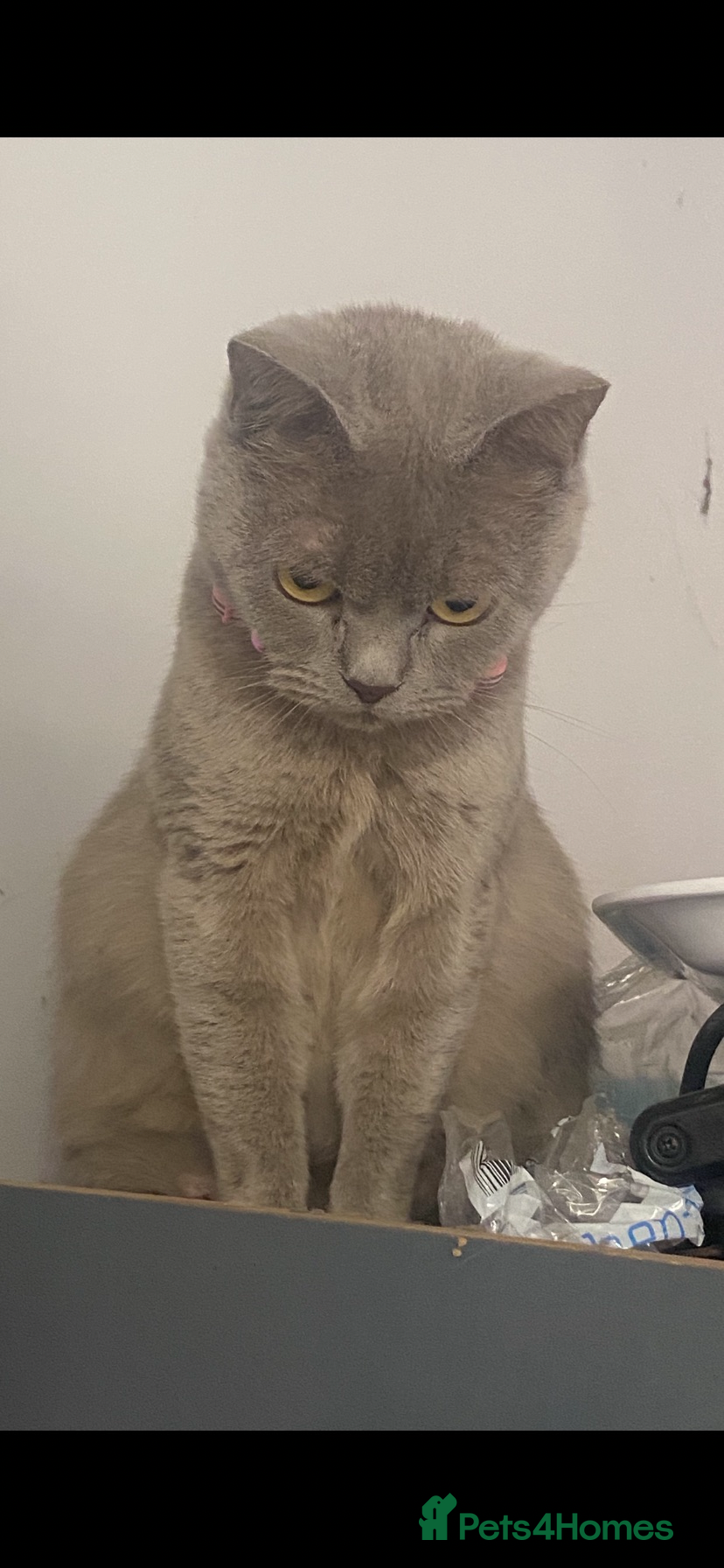 Mixed Breed cats Stunning BSH kittens ready now  - Advert 3