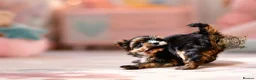 Yorkshire Terrier dogs for sale: TOP QUALITY PRICKED EARS MINIATURE YORKIES KC DNA - Advert 11
