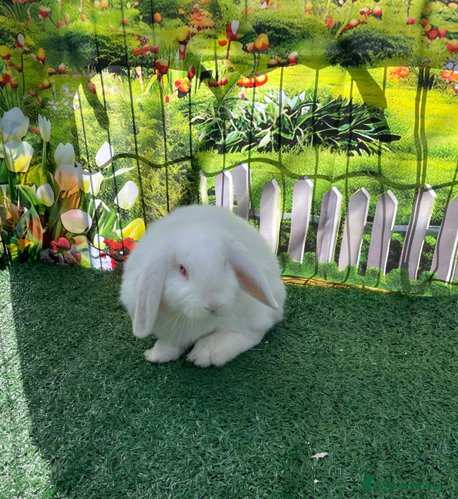 Mini Lop rabbits Beautiful mini lops - Advert 1