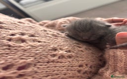 Mixed Breed cats for sale: 4 beautiful kittens ready now - Image 16