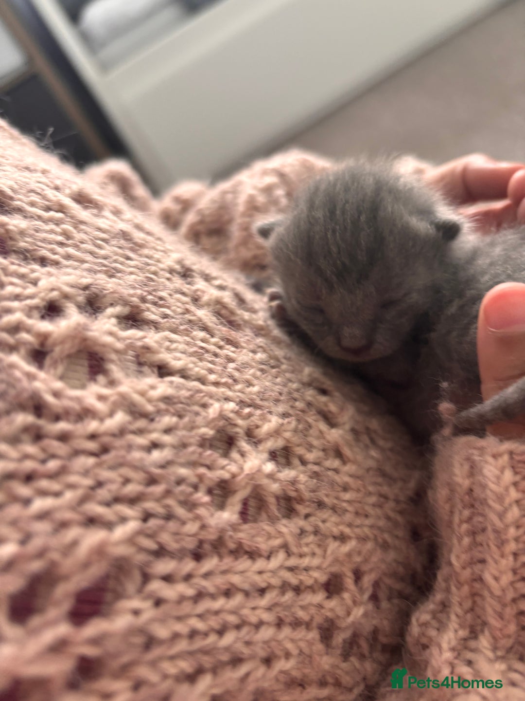 Mixed Breed cats for sale: 4 beautiful kittens ready now - Image 16