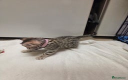 Bengal cats for sale: Beautiful 1/2 bengal kittens - Image 20
