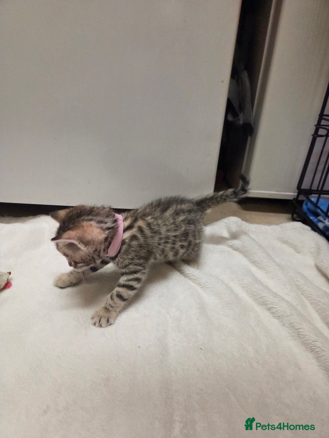 Bengal cats for sale: Beautiful 1/2 bengal kittens - Image 20
