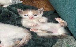Mixed Breed cats for sale: 5 Adorable Fluffy White Playful Kittens  - Image 18