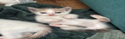 Mixed Breed cats for sale: 5 Adorable Fluffy White Playful Kittens  - Advert 18