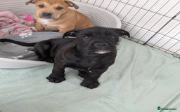 Mixed Breed dogs for sale: Beautiful unique puppies  - Image 12