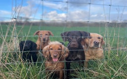 German Shorthaired Pointer dogs for sale: Stunning KC German Shorthaired Pointer Puppies - Image 21