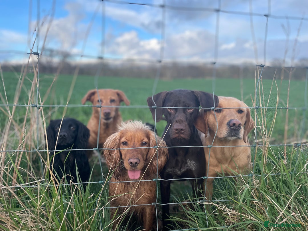 German Shorthaired Pointer dogs for sale: Stunning KC German Shorthaired Pointer Puppies - Image 21