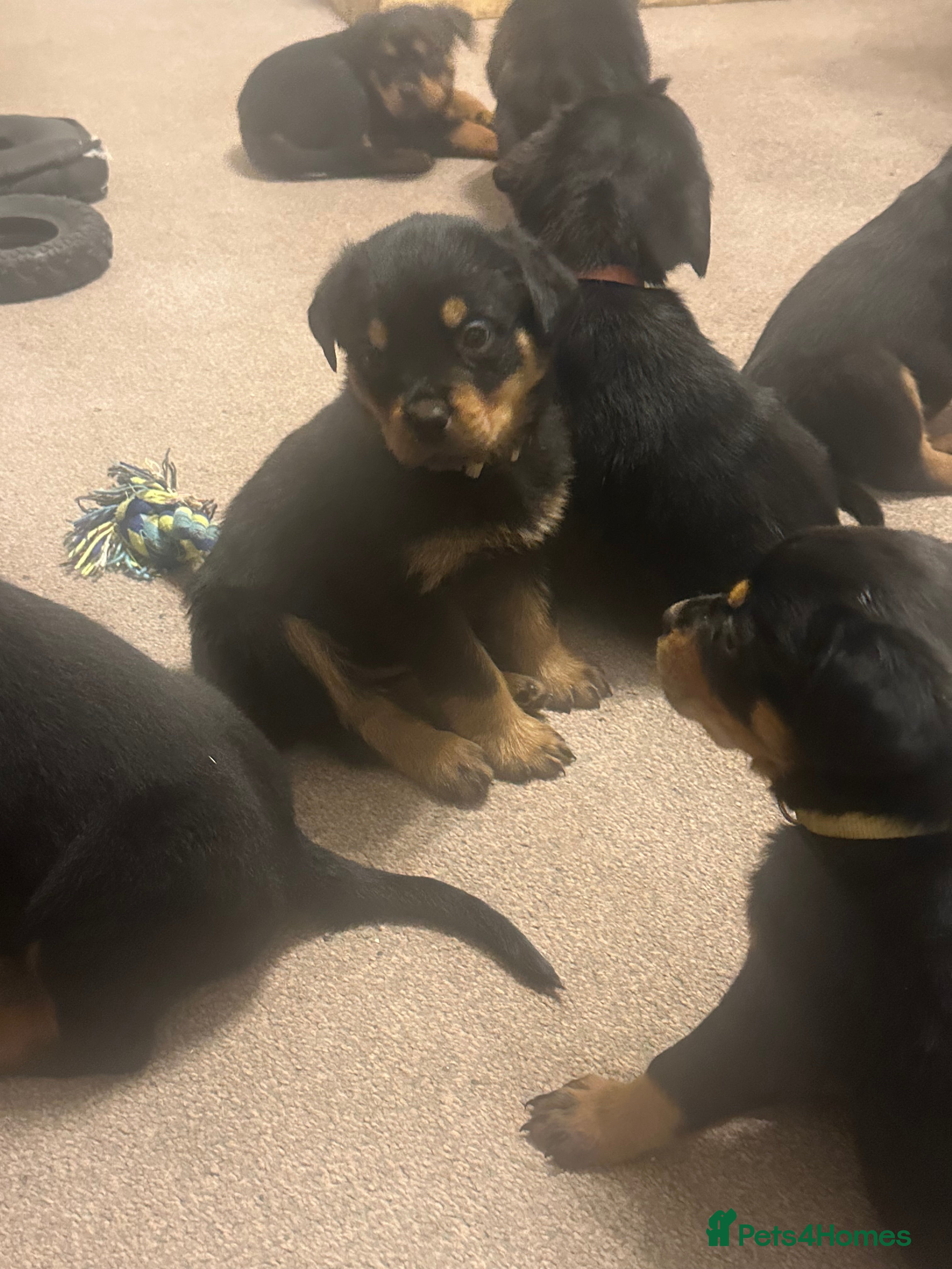 Rottweiler dogs KC REG Rottweiler pups.2boys2girls left.Ready Sat - Advert 9