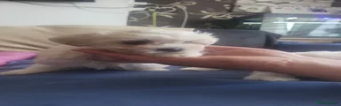 Bichon Frise 4