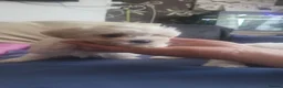 Bichon Frise dogs for sale: Bichon puppies - Advert 5
