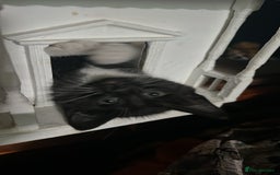 Savannah cats for sale: Sooty the sweetest Savannah cross - Image 7