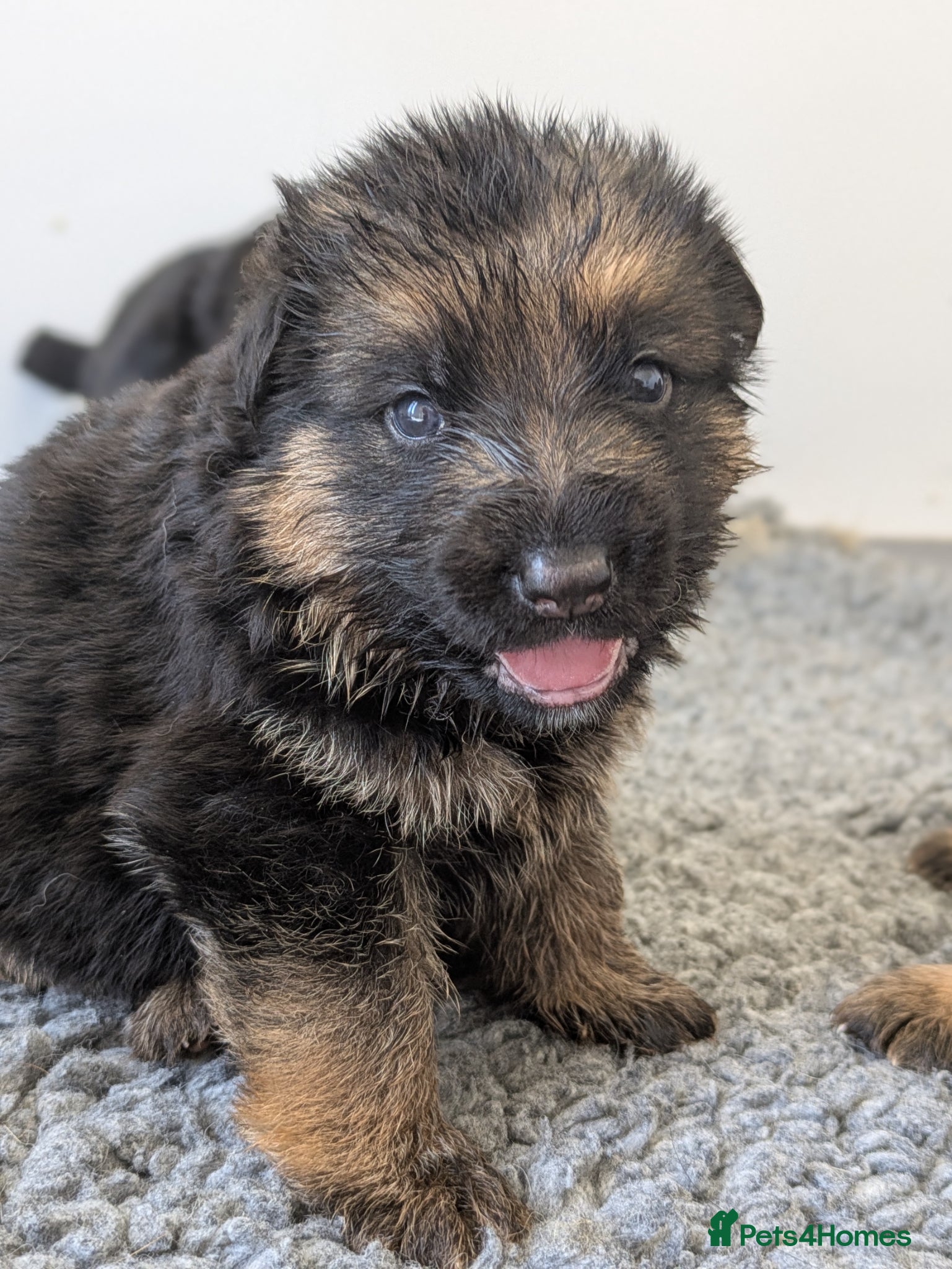 German Shepherd dogs Champion Show-Line KC Pups, Health Tested Parents - Advert 1