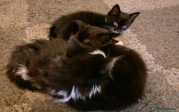 Mixed Breed cats for sale: Adorable Kitten for Sale - Image 4