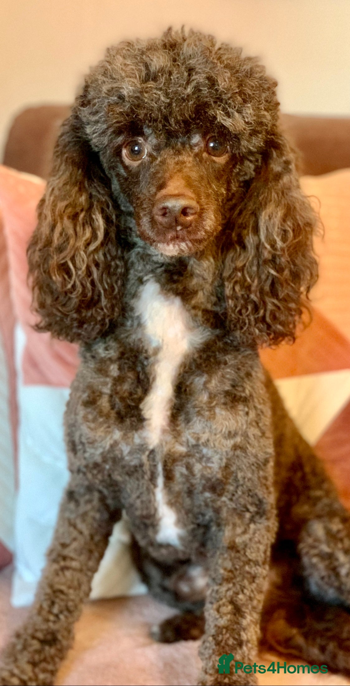 Miniature Poodle dogs Miniture Poodle for stud - SHORT NOTICE AVAILABLE - Advert 21