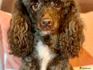 Miniature Poodle dogs Miniture Poodle for stud - SHORT NOTICE AVAILABLE - Advert 21