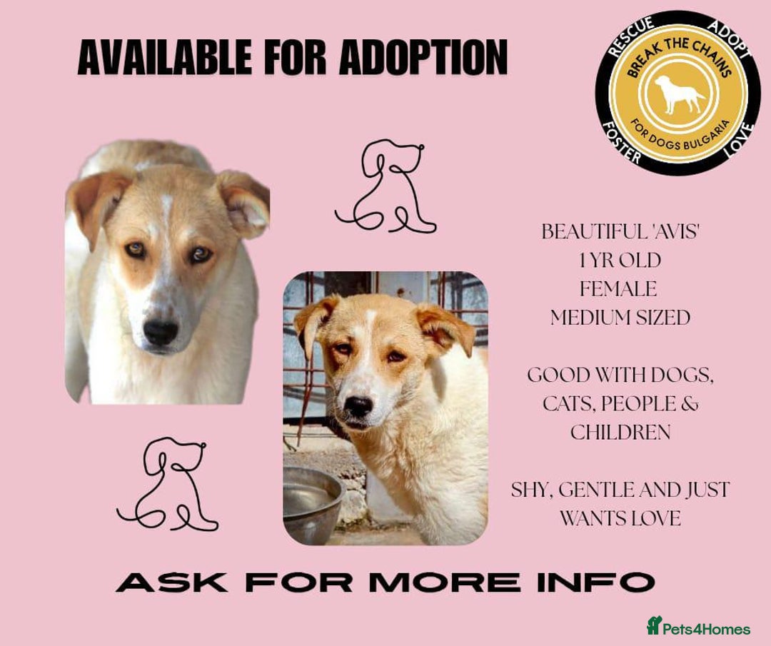 Mixed Breed dogs for adoption: Avis, 1yr old approx. Available for adoption. - Image 9