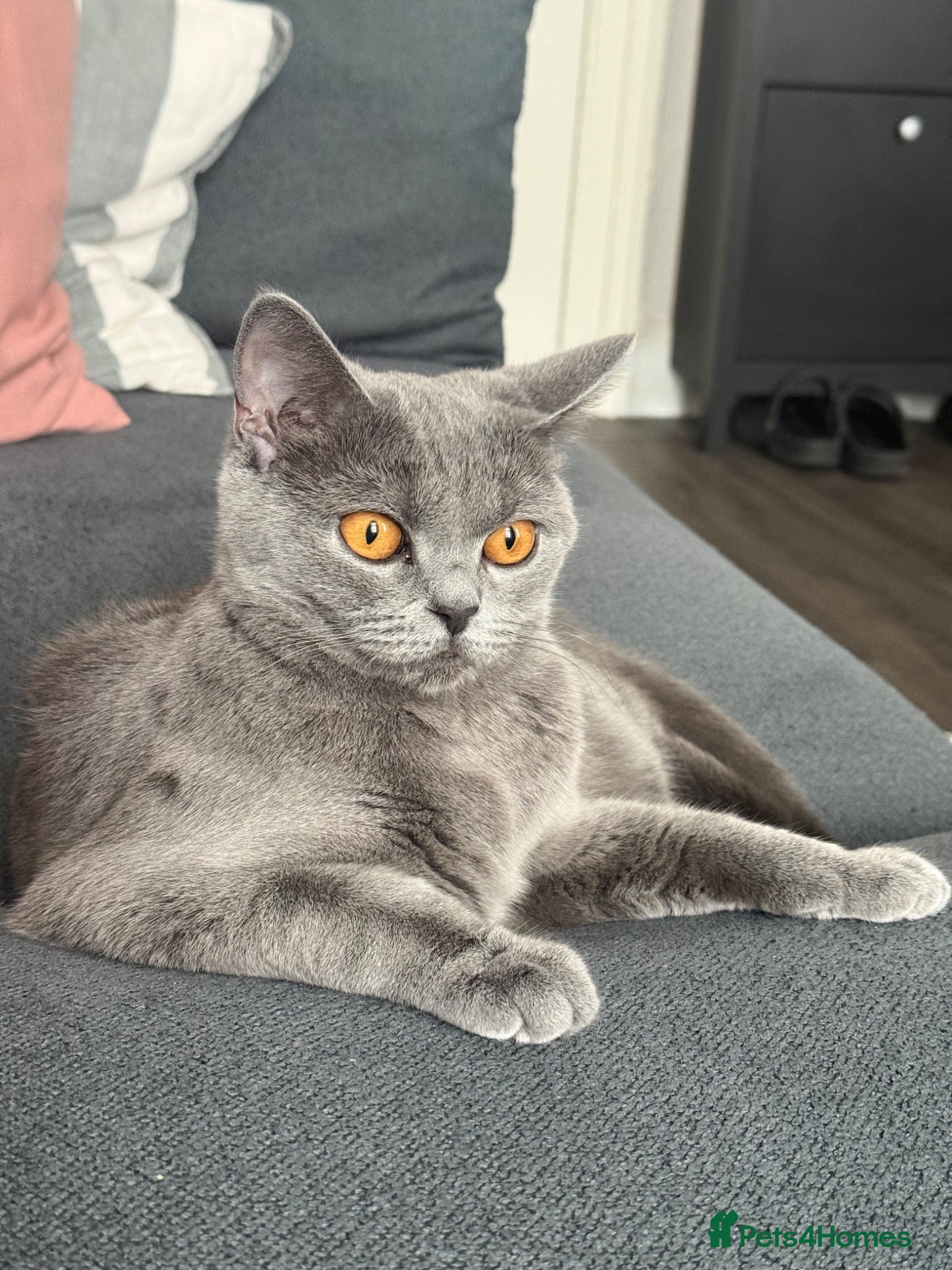 British Shorthair cats 4 BSH in London - Advert 1