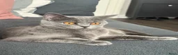 British Shorthair cats for sale: 4 BSH in London - Advert 2