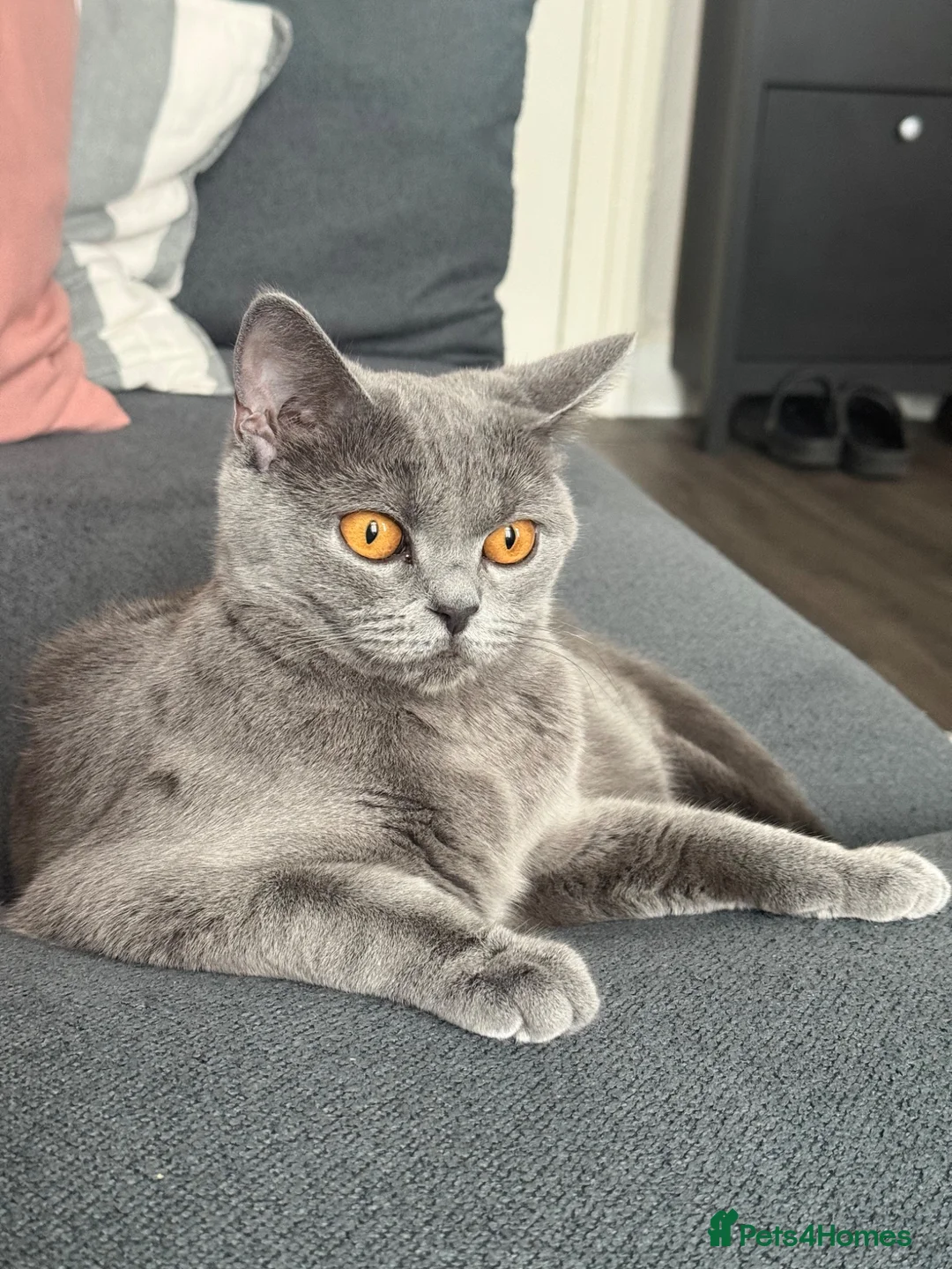 British Shorthair cats for sale: 4 BSH in London - Advert 2