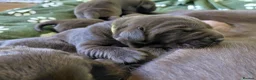 Labrador Retriever dogs for sale: Chocolate Labradors Puppies,Health Tested Parents  - Advert 3