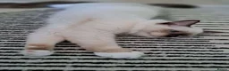Ragdoll cats for sale: 💠FiFe registered Ragdoll kittens for sale💠 in Bristol - Advert 3