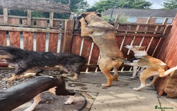 Mixed Breed dogs for adoption: Foster is 10 months old  - Image 4