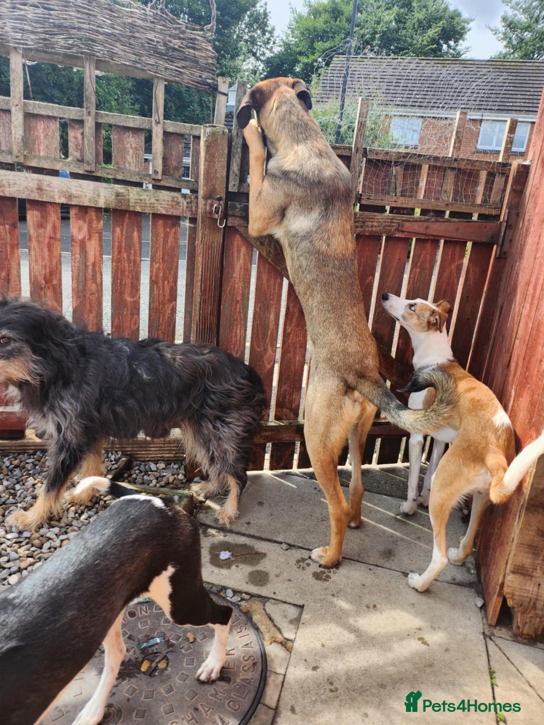 Mixed Breed dogs for adoption: Foster is 10 months old  - Image 4