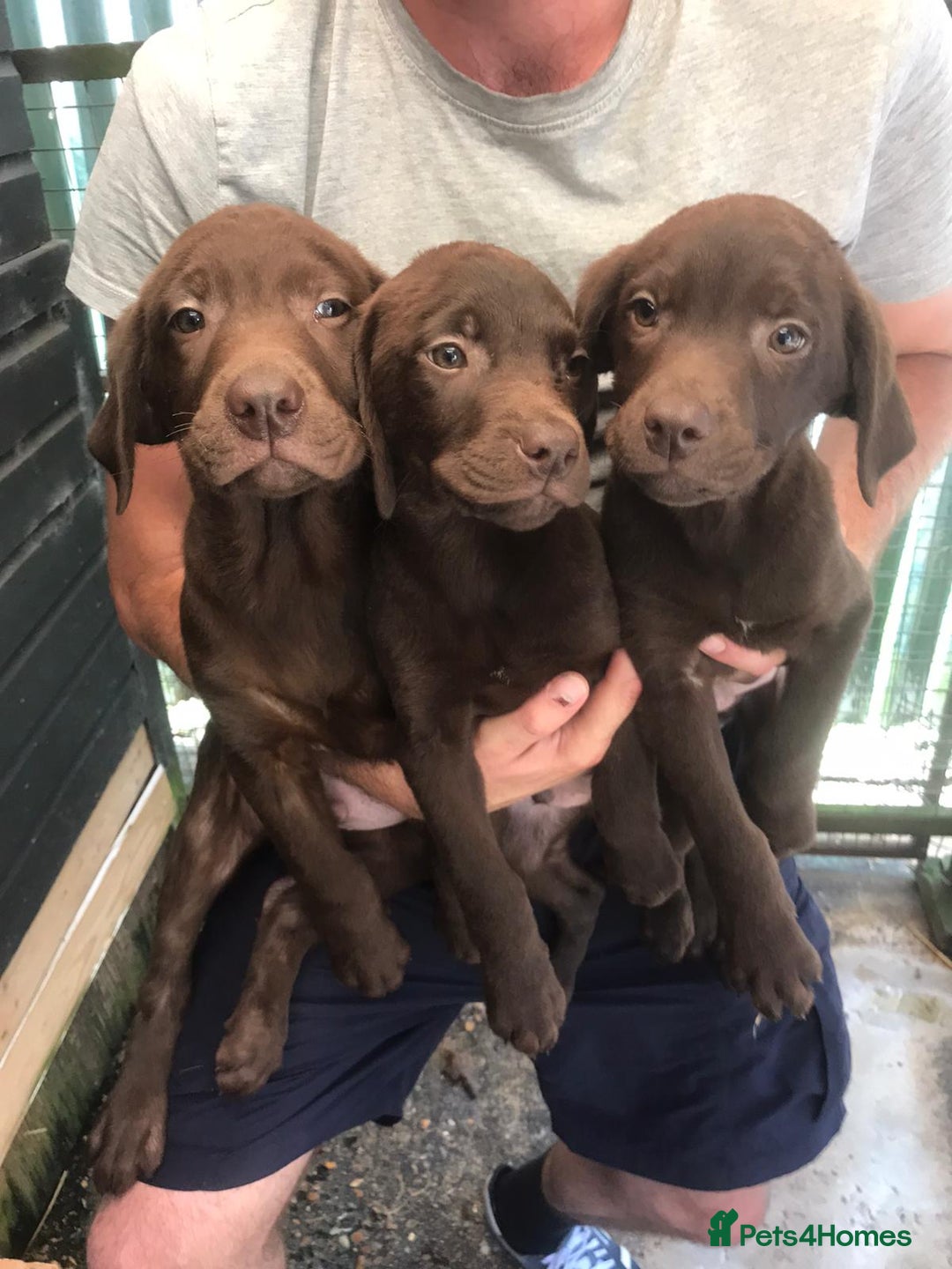 Labrador Retriever dogs for sale: Chocolate labrador puppies - Image 6
