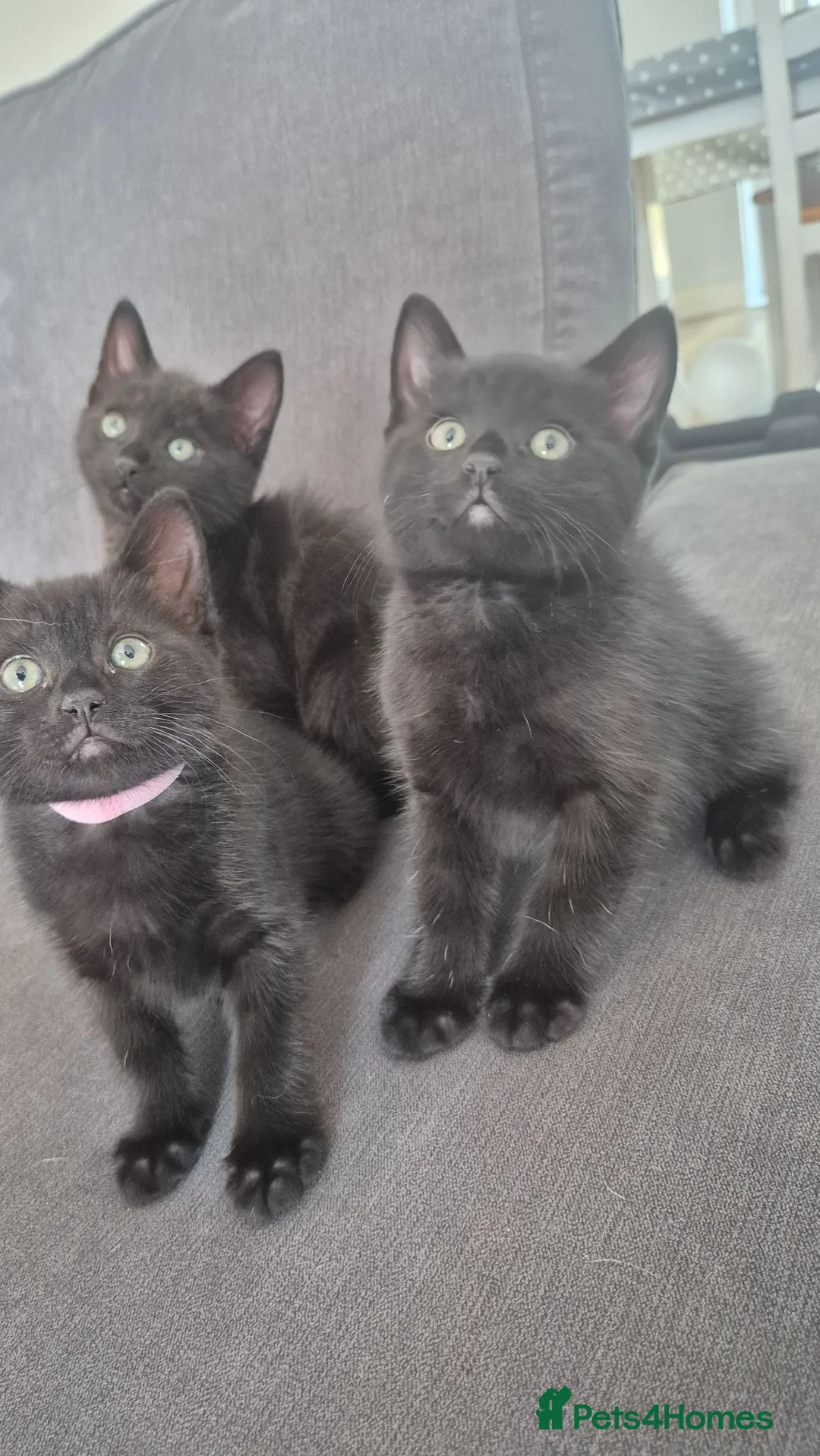 Mixed Breed cats for sale: Half ragdoll in Poole - Advert 5