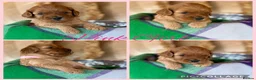 Cavapoo dogs for sale: Extensively Health Tested Cavapoo Puppies🏆 - Advert 5