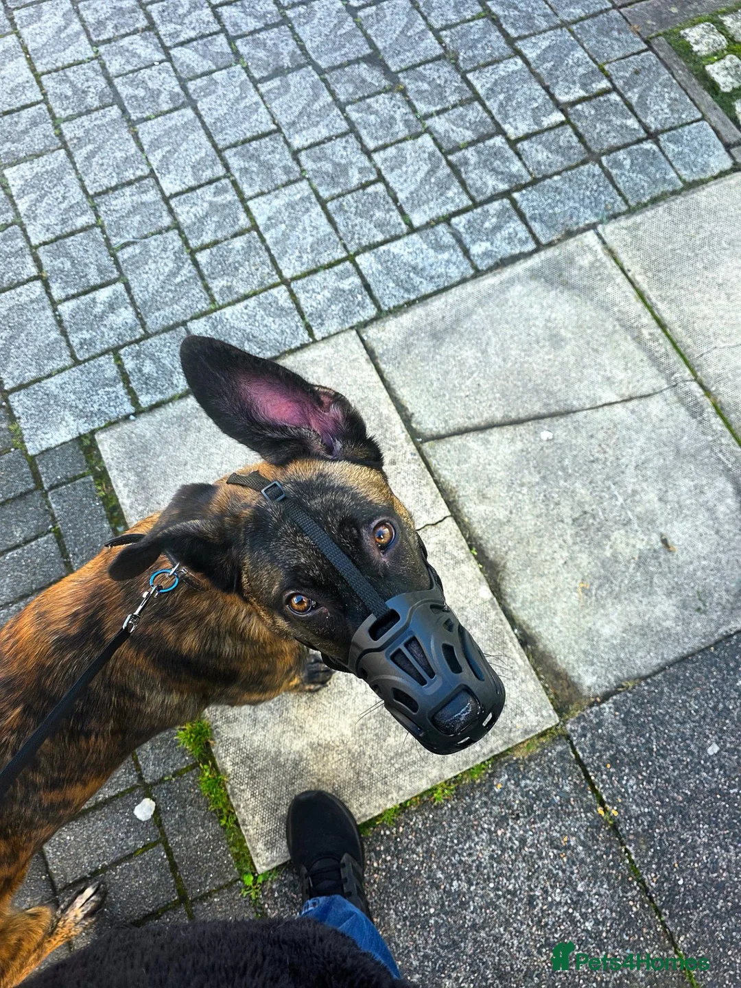 Belgian Shepherd Dog dogs for sale: Bailey. Belgian x dutch - Advert 2