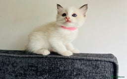 Ragdoll cats for sale: Pure Stunning Ragdoll Kittens - Image 2
