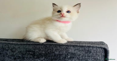 Ragdoll cats - Advert 11