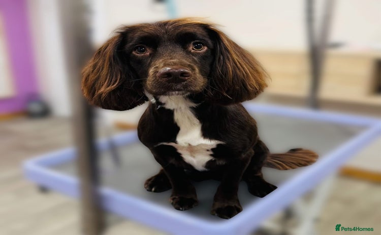 Sprocker dogs - Advert 10