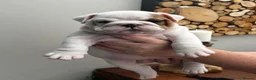 English Bulldog dogs for sale: Excellent Pedigree KC Reg British Bulldog Puppies  - Advert 9
