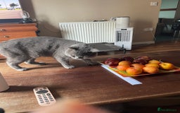 British Shorthair cats for sale: Beautiful British blue Kittens in Sheffield - Image 9