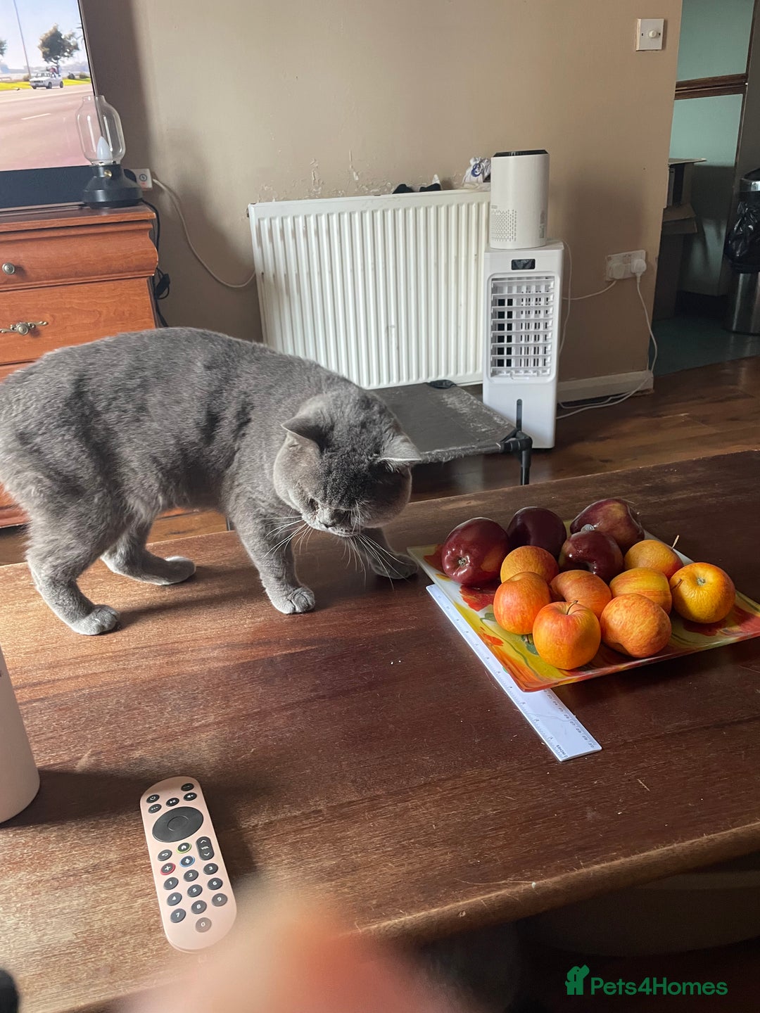 British Shorthair cats for sale: Beautiful British blue Kittens in Sheffield - Image 9